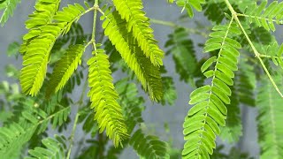 Recognizing the Albizia Plant [upl. by Fontana]