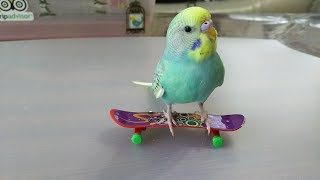 Happy the skateboarding bird （スケートボーダーインコのハッピー） [upl. by Balling901]