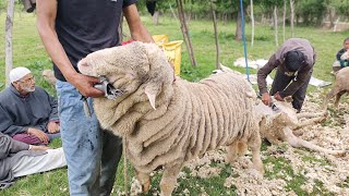 Kashmiri Merino Sheep Farm [upl. by Ecinrahs]