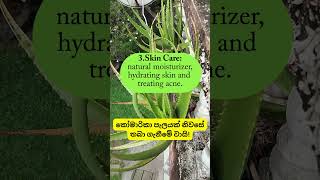 Top Benefits of Growing Aloe Vera at Home 🌿🌼trendingshorts viralvideoshortsvideo [upl. by Claudine]