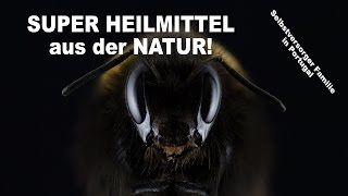 Ein Heilmittel der Natur auf das wir schwören Propolis Wundermittel [upl. by Rubetta133]