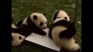 Baby Pandas Go Wild At Giant Panda Carnival [upl. by Fernyak513]