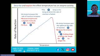 Enzymes the effect of temperature and pH on enzyme action [upl. by Muhan]