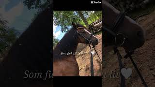 Älskar dig min fina kajsa🥰🥰❤️❤️ horse [upl. by Vaenfila]