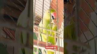 Green parrot 🦜 ringneck parrot indian parrot parrot cutemithu [upl. by Cheryl]