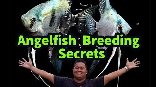 10 Tips on How to Breed Angelfish [upl. by Palma]