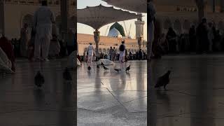 madina youtubeshorts shortsviral unfrezzmyaccount haramsharif [upl. by Nitsed]