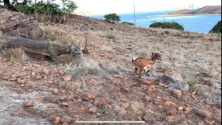 Komodo dragons hunt😱😱😱🐐🐐🐐🐓 [upl. by Wyatan]