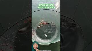 MENJARING IKAN PAKAI SEMANGKA fish fishing experiment amazingfacts [upl. by Turro]