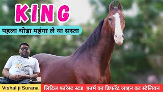 Stallion  KING Little Forest Stud Farm  Bhilwara  9091800009 [upl. by Alieka]