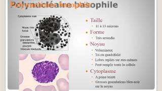 SEMIOLOGIE Interprétation de lhémogramme [upl. by Parris886]