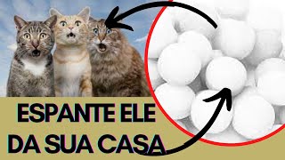 COMO ESPANTAR GATOS DO SEU QUINTAL  4 DICAS SIMPLES PARA acabar com a Invasão dos Felinos [upl. by Ydrah287]