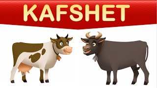 Kafshet 3D Animation [upl. by Andy]