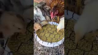 Alimento para pollitos en etapa de crecimiento gallos criadero pollo galleros aves rooster [upl. by Nosirb]