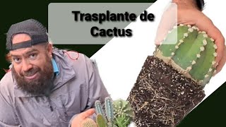 COMO TRASPLANTAR CORRECTAMENTE UN CACTUS [upl. by Pincince276]