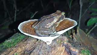 Rhinella e fungo [upl. by Taima]