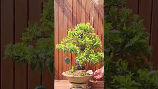 Pyracantha bonsai  look at the size of the trunk 😲 [upl. by Annirtak930]