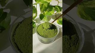 Moringa Powder shortsviral moringapowder healthychoice moringa dietdrink drink [upl. by Hallee13]