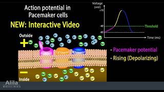 NEW INTERACTIVE Animation with Quiz Cardiac Action Potential in Pacemaker Cells [upl. by Akihsar]