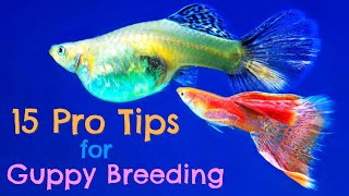 Guppy Fish Breeding 15 Pro Tips You Need to Know [upl. by Ertha579]