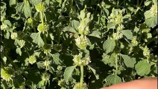 All about horehound a natural expectorant in folk medicine ￼ [upl. by Arrej165]