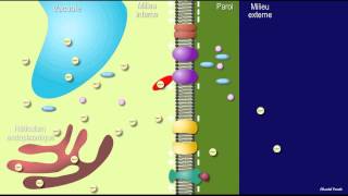 Fermeture des stomates  acide abscissique ABA [upl. by Merrilee]