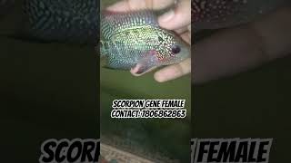 Scorpion gene Female  Chill Fins [upl. by Arreik]