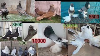 Pawder homer king siraji sentiment Fency Pigeons For Sale Video saharanpur u p 7037952900 [upl. by Leann61]