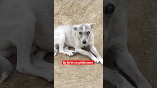 Exophthalmos Glaucoma Eye problem Blue eye in dogs dog dogs dogeyes vet petlover pets [upl. by Enad]