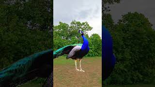 Mor video 🦚 Catching Peacock 🦚 mor shortsfeed shorts [upl. by Seaman]