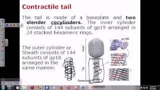 T4 phage structure [upl. by Irved]