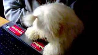 A Coton de Tulear girl watching dogs barking [upl. by Maddeu771]