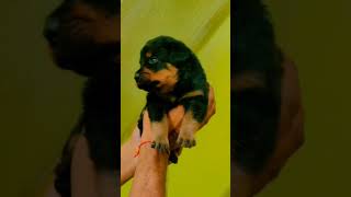 Rottweiler puppies Excellent quality puppy doglover dogfriendly [upl. by Selokcin]