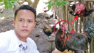 Pinasok ng Bulutong yong mga Manok na Bagong Tali Pati yong nasa Pens chickenmanukankaideastv [upl. by Nnaeus]