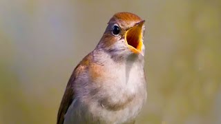 ONE HOUR NIGHTINGALE SONG  HD RELAXING SOUND  BIRD TRAINING  COMMON NIGHTINGALE  slavík obecný [upl. by Rednave903]