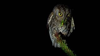 Eurasian Scops Owl Otus scops family birding in Corfu wildlife of Greece [upl. by Li302]