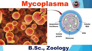 Mycoplasma  BSC Zoology  HSR Bioinfo [upl. by Nnaeel]