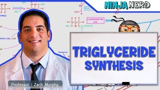 Metabolism  Triglyceride Synthesis [upl. by Yam]