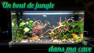 Je mets plusieurs combattants dans le même aquarium  enfin presque [upl. by Brand]