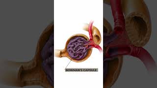 Structure and Function of Nephron Anatomy and physiology of Nephron 3danimation nephronstructure [upl. by Twelve]