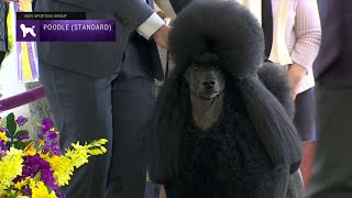 Poodles Standard  Breed Judging 2023 [upl. by Ahsenod]