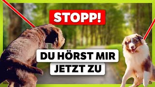 Stressige HUNDEBEGEGNUNGEN an der Leine – So setzt du deinem Hund klare Grenzen [upl. by An]