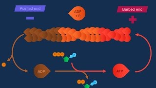 Actina e specializzazioni della membrana [upl. by Sedgewick]