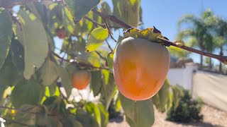 HACHIYA PERSIMMON is RIPE persimmon persimmonfruit deliciousfood hachiyapersimmon hachiya [upl. by Hesoj]