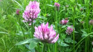 Red Clover Trifolium Pratense  20120505 [upl. by Rexford]