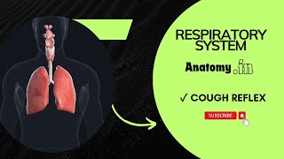 Cough Reflex  Respiratory system cardiorespiratory cardiology physiology [upl. by Nnylyma]