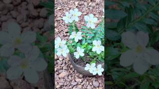 ചിരട്ട ആരും കളയരുതേ cuphea hyssopifolia plant kerala garden ideas  home garden Malayalam [upl. by Leoy]