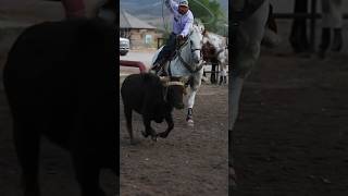 roping teamroping horses fyp shorts equine cowboy [upl. by Geldens254]