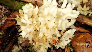 Tremella reticulata  fungi kingdom [upl. by Haral620]