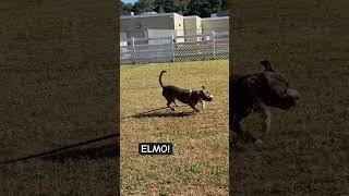 ELMO VBACACcom dog adoptme adoptable pitbull shelterdog pitbulldog dogsplaying dogstraining [upl. by Asselam]